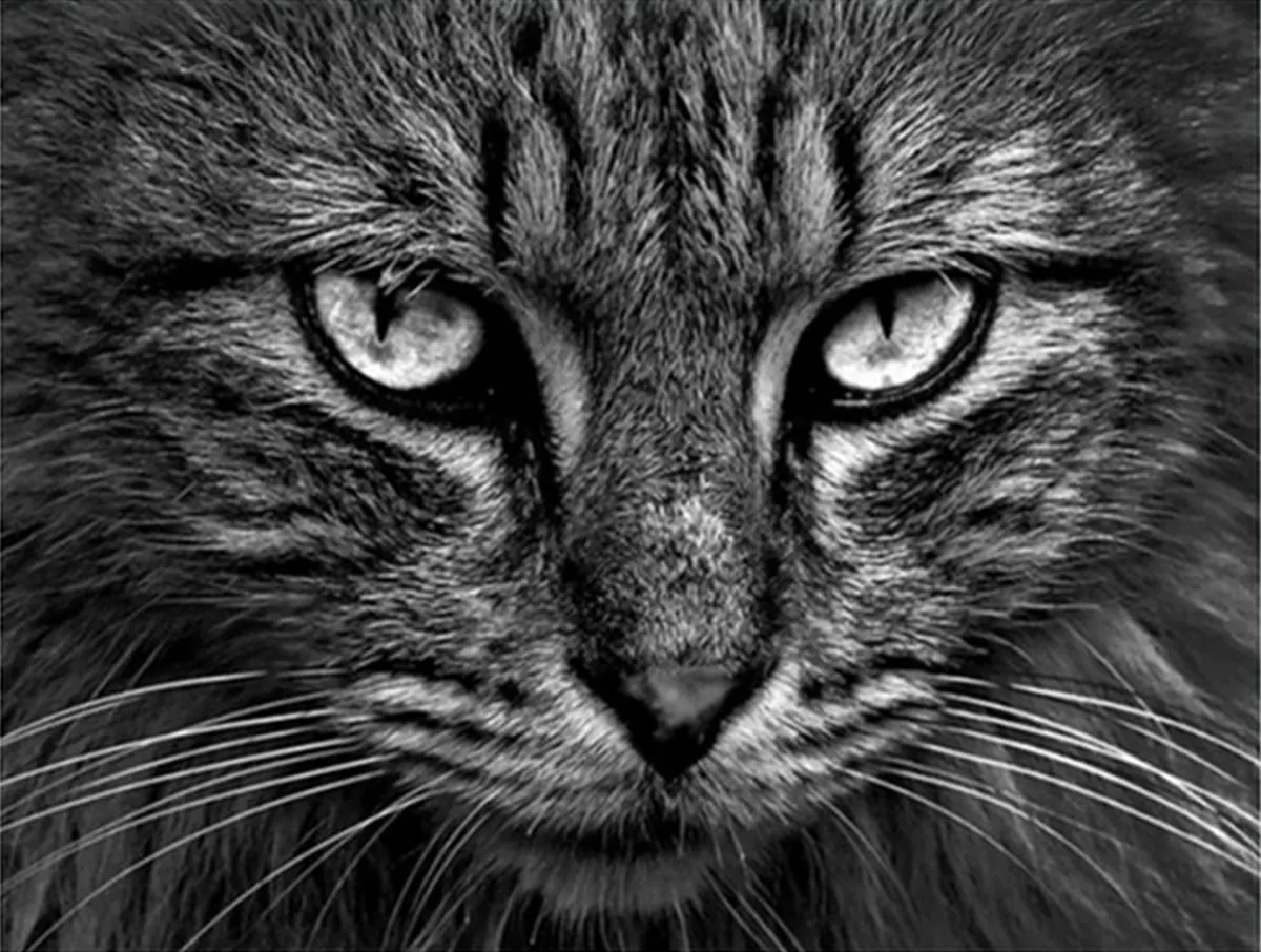 Schilderen op nummer Kat Zwart Gekleurd