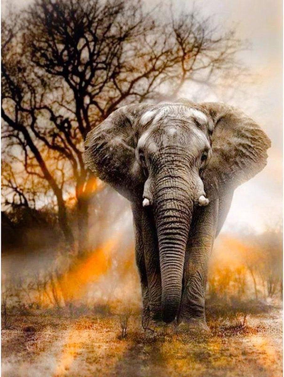 Schilderen op nummer Olifant realistisch